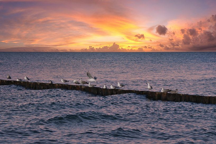 Mouettes sur un épi au bord de la mer Baltique. par Martin Köbsch