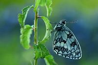 Schachbrettmuster mit Morgentau