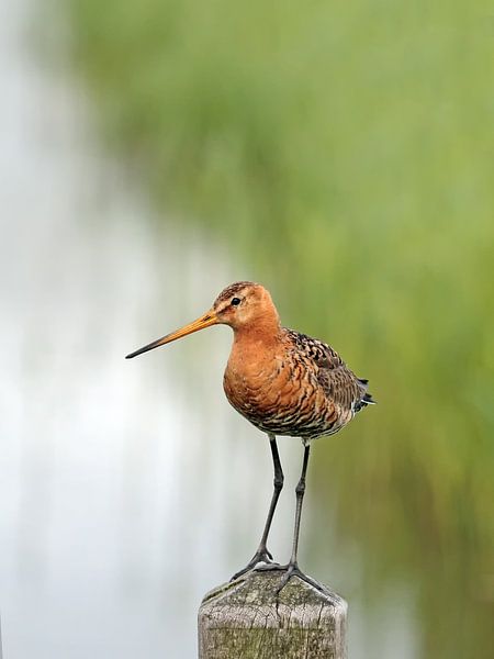 Grutto -statige bewaker in de polder van Ronald Smits
