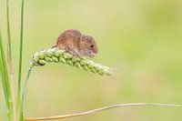 Harvest mouse in grain