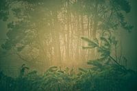 Maashorst in Schaijk.