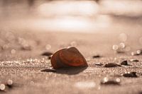 L'obus s'est échoué sur le rivage au coucher du soleil.