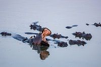 Un hippopotame ouvre la bouche parmi ses pairs avec des oiseaux sur son dos au Zimbabwe