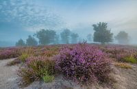 La bruyère violette sur le Kampina