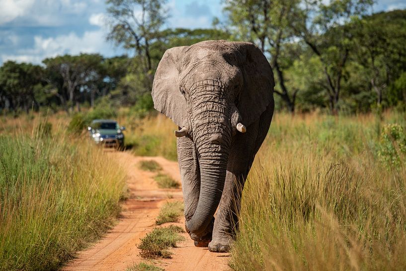 Grand éléphant mâle lors d'un safari en Afrique par Chi