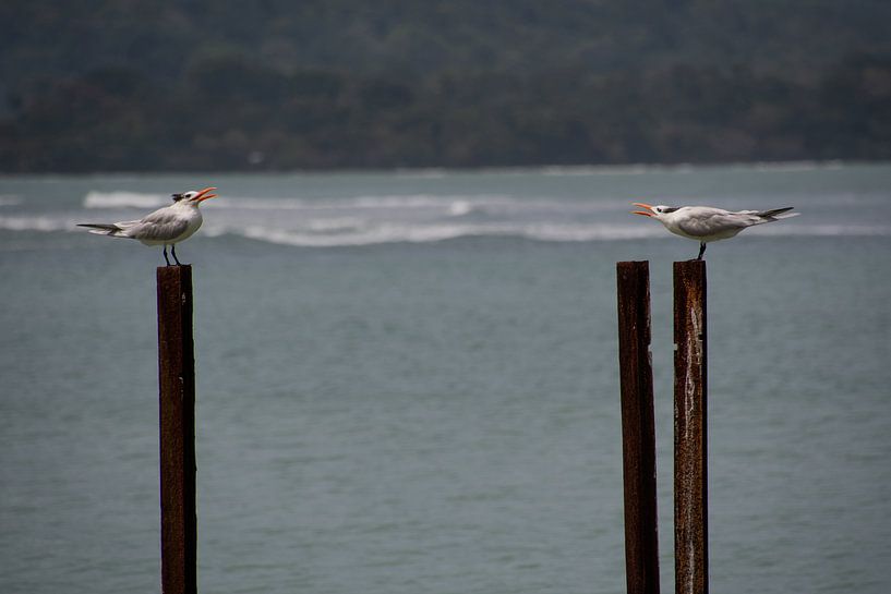 Des étoiles sur des échasses par Ton Wever