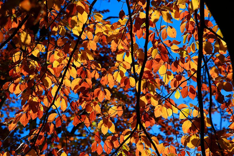 Hêtre par Thomas Jäger