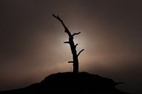 Nebellandschaft mit durchbrechender Sonne in der Nähe eines toten Baumes