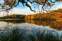 Meertje met herfstkleuren