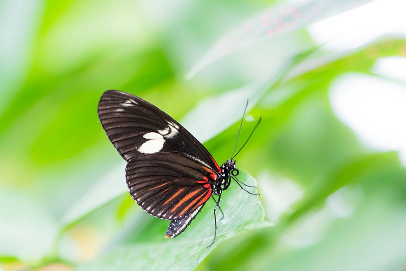 Macro d'un papillon tropical Heliconius par ManfredFotos
