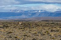 Guanaco llama in Patagonia