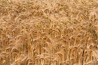Grainfield