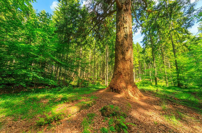 Forstrådens gran - Rold Skov (Dänemark) von Marcel Kerdijk