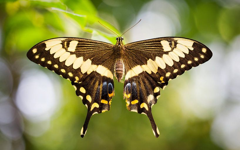koninginnenpage (Papilio machaon) by Saranda in t Veld Fotografie