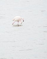 Flamingo in Battenoord