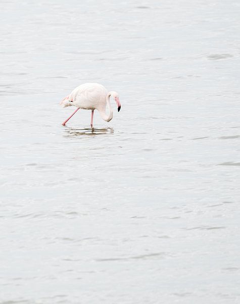 Flamingo in Battenoord by Bruno Hermans