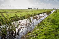 Prairie avec fossé près de Gouda aux Pays-Bas