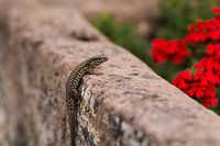 Salamander, Zuid-Frankrijk