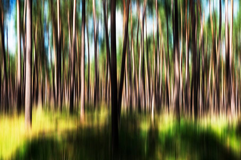 Eventful forest by Maerten Prins