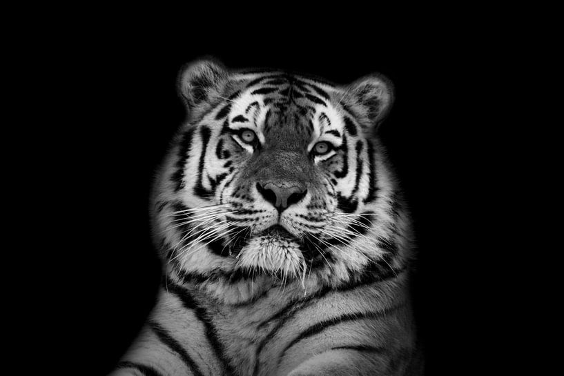 Tigre à fond noir en noir et blanc par Maria-Maaike Dijkstra