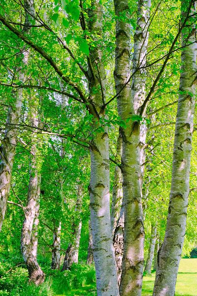 Maibirken von Ostsee Bilder