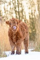 Scottish Highlander Kalb