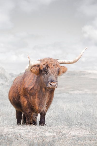 Schottischer Highlander von Karel Ton