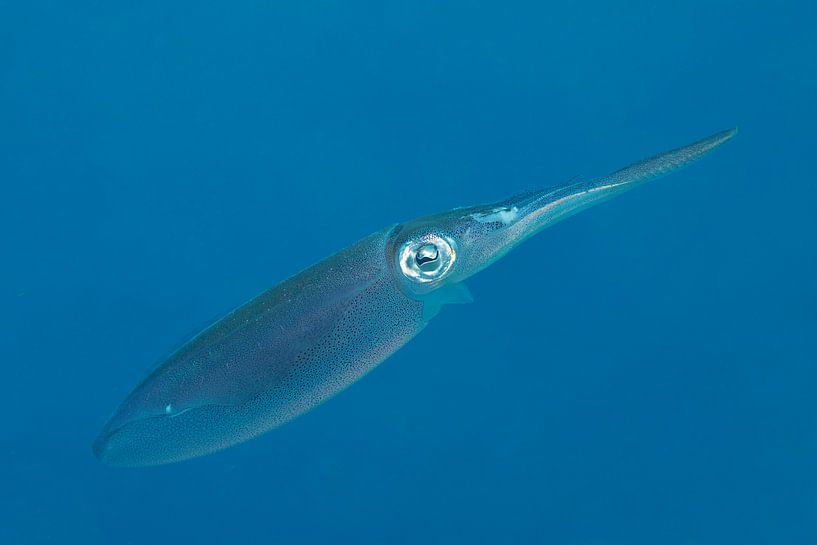 Calmar par Vanessa D.