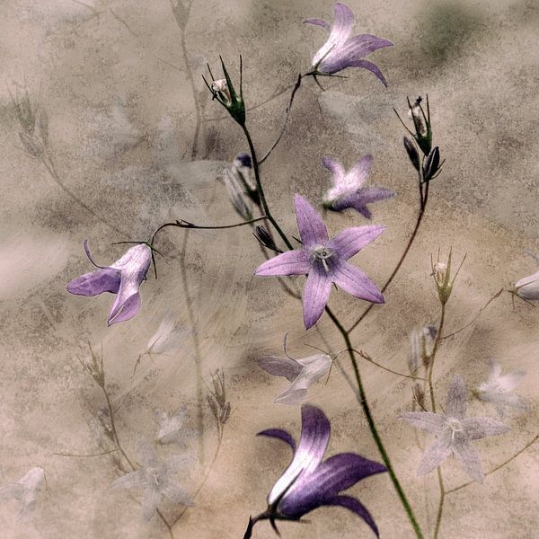 bellflower by Christine Nöhmeier