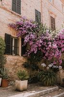 Bellagio | Haustür | Rosa Blumen | Italien