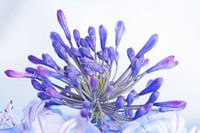 Agapanthus 'Flower of Love