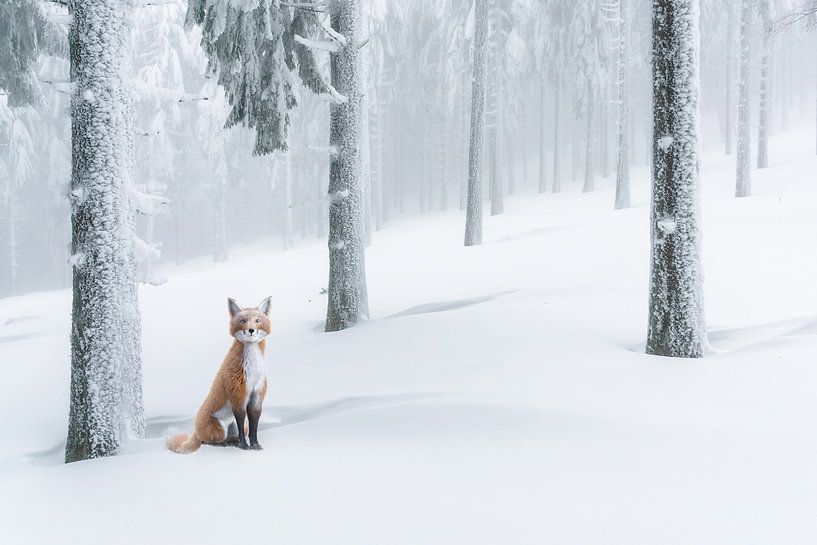 Fuchs im Schnee von Arjen Roos