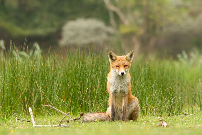 Fuchs von Berry Brons
