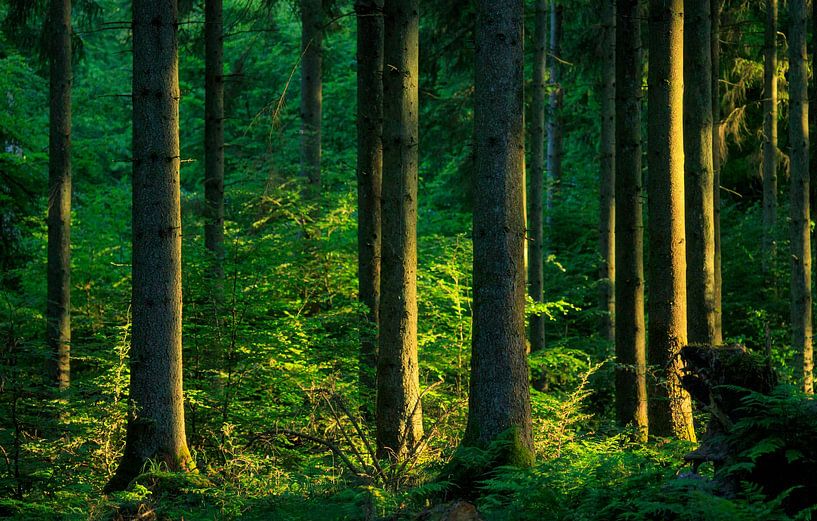 Rold Skov (Dänemark) von Marcel Kerdijk