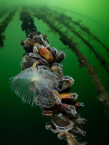 Ver tubéreux du paon sur une culture de moules par René Weterings