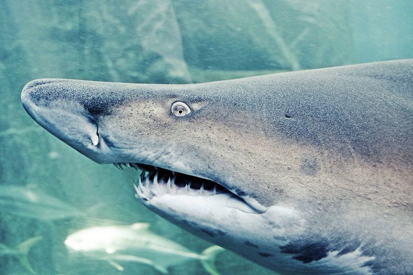 ein grosser Makohai in einem Aquarium von Werner Lehmann