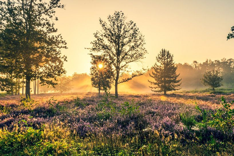 Auf der Heidelandschaft von Kim Lijnders