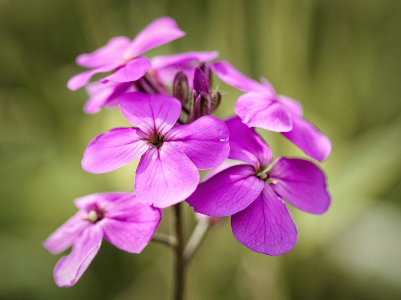 Phlox von Rob Boon