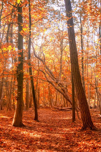 The Fallen One par Tashina van Zwam