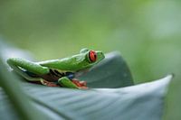 Cool frog, red-eyed lemur frog, green tree frog Costa Rica