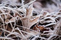 Winter scene in the forest