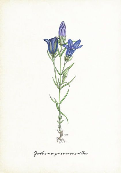 Clock Gentian by Jasper de Ruiter
