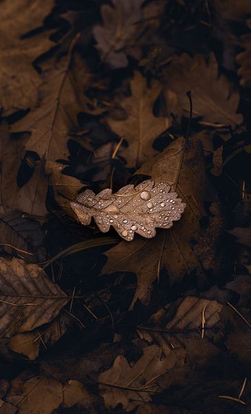Blatt mit Regentropfen von Anna Davis