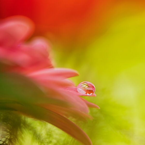 Goutte sur la fleur rose par Jenco van Zalk