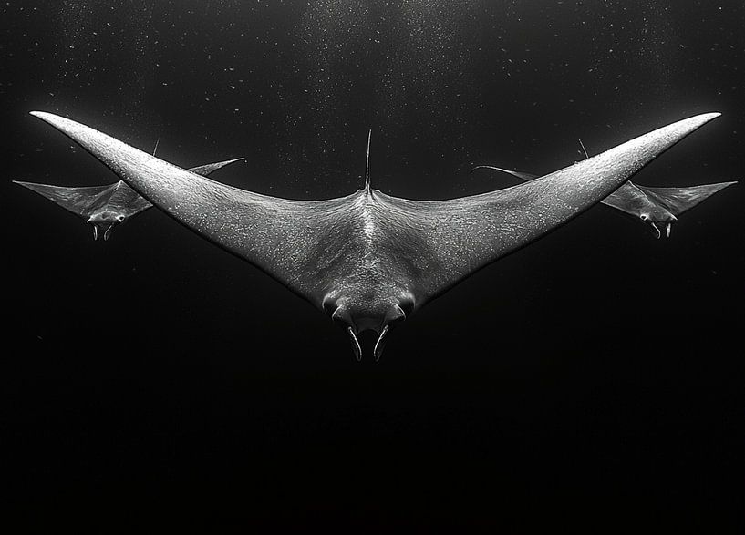 Rayons Mantay par Bianca Bakkenist