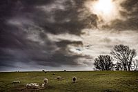 Lämmer unter einem bedrohlichen Himmel.