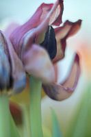 Tulip Art by Deez Tulpen in Nederland