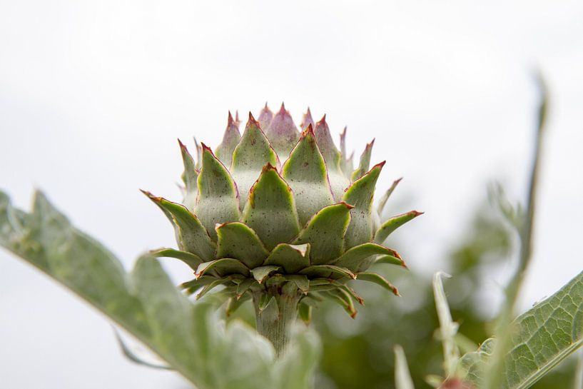 Artischocke auf hellem Hintergrund von Jolanda van Eek en Ron de Jong