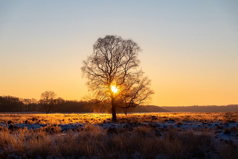 Baum in der Heidelandschaft bei Sonnenuntergang von Evelyne Renske