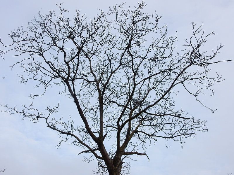 les branches du châtaignier par Joke te Grotenhuis